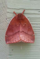 Image of Io Moth