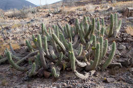 Image of Eulychnia vallenarensis