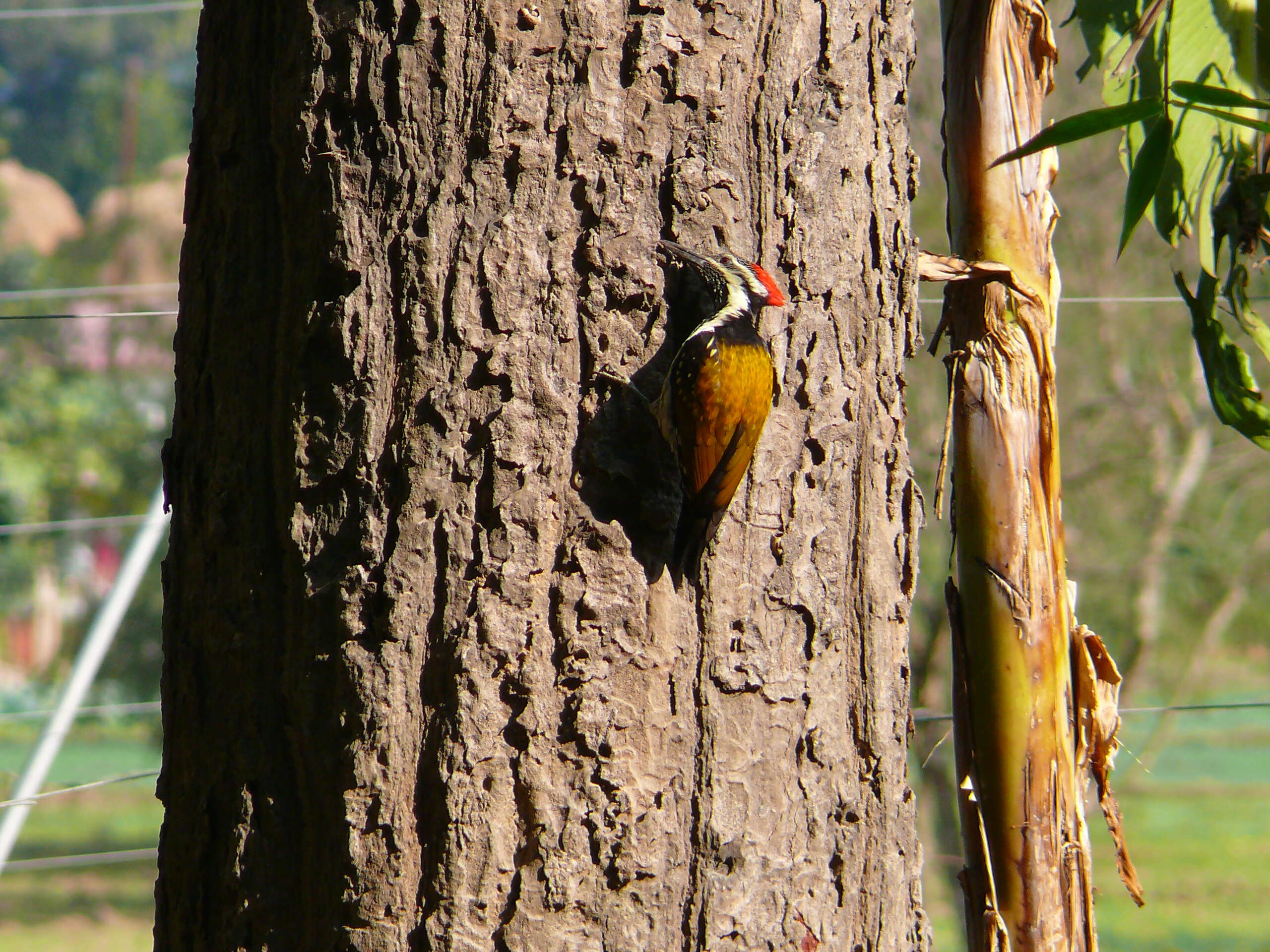 Image of Black-rumped Flameback