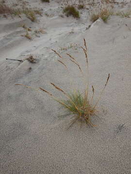 Image of Deschampsia cespitosa subsp. cespitosa