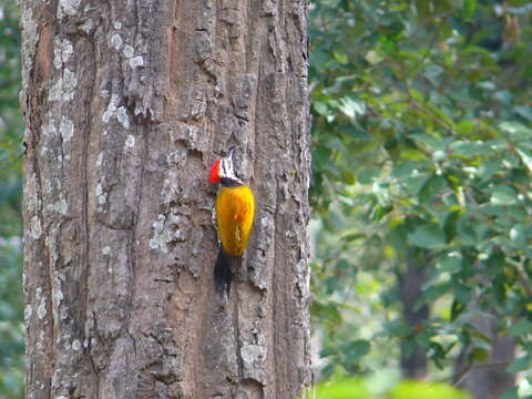 Image of Himalayan Flameback