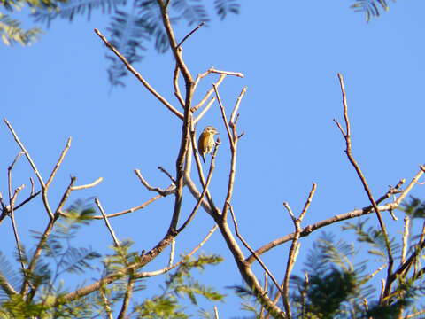 Image of Speckled Piculet