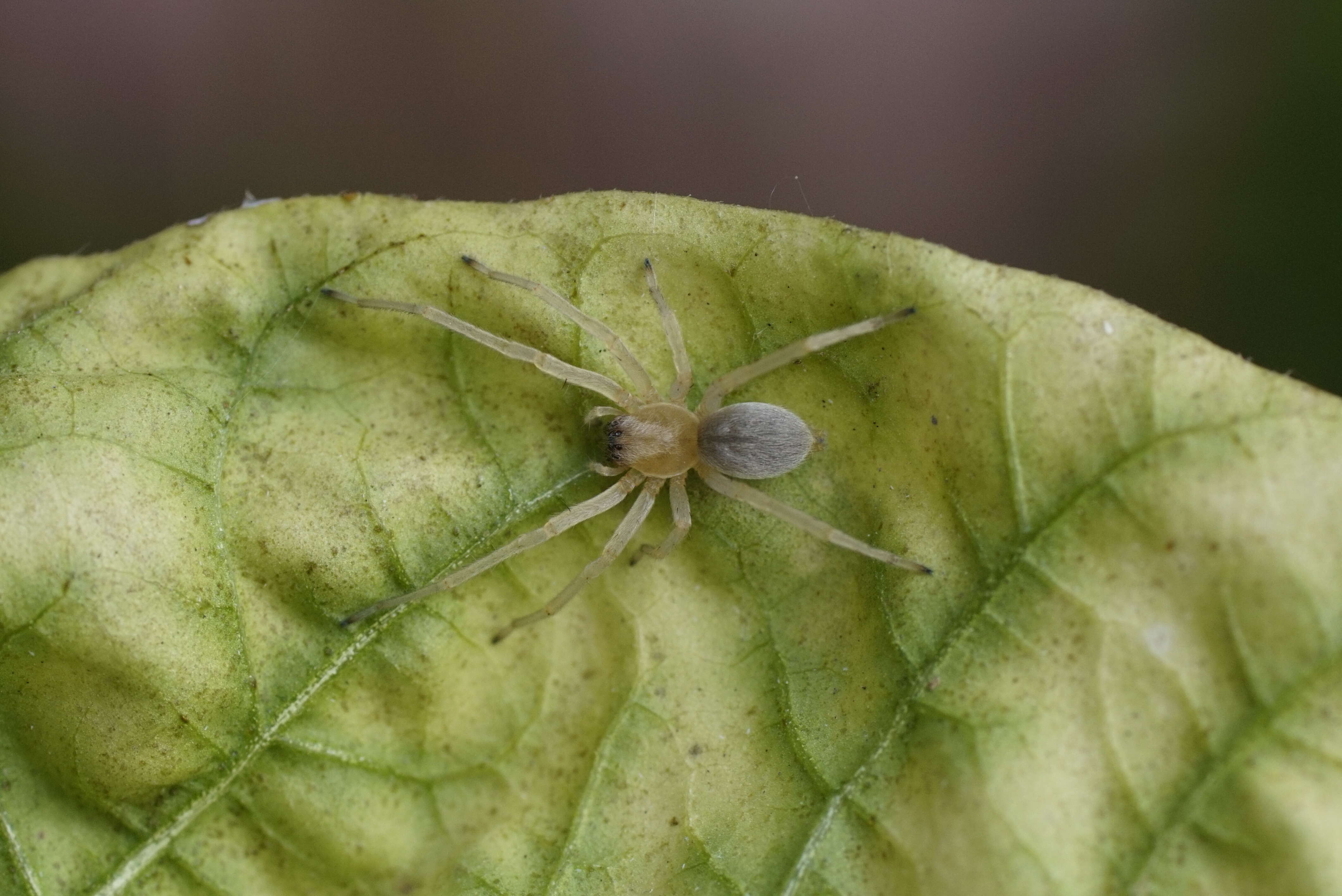 Слика од Cheiracanthiidae