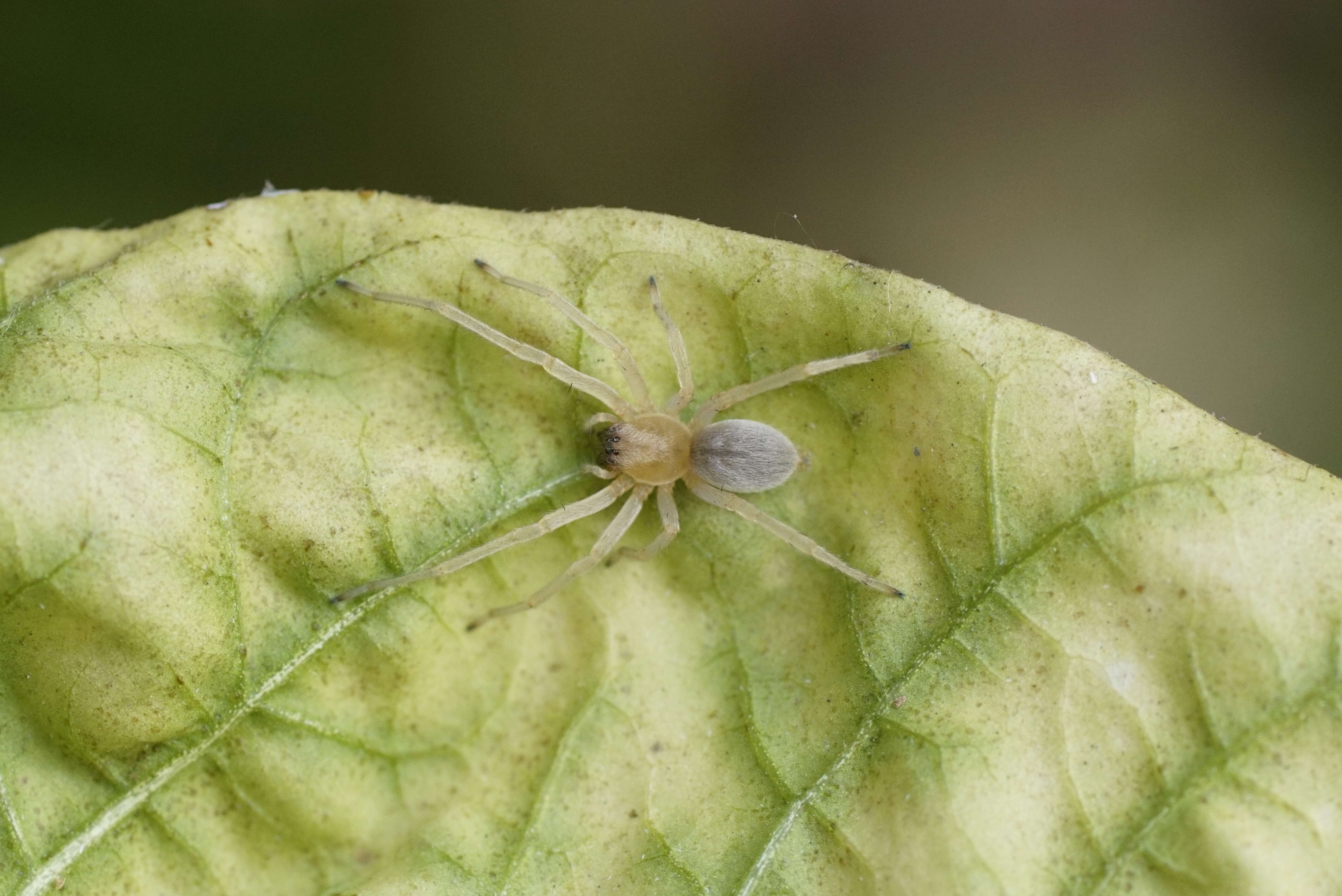 Слика од Cheiracanthiidae