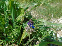 Image of Bellevalia dubia subsp. boissieri (Freyn) Feinbrun