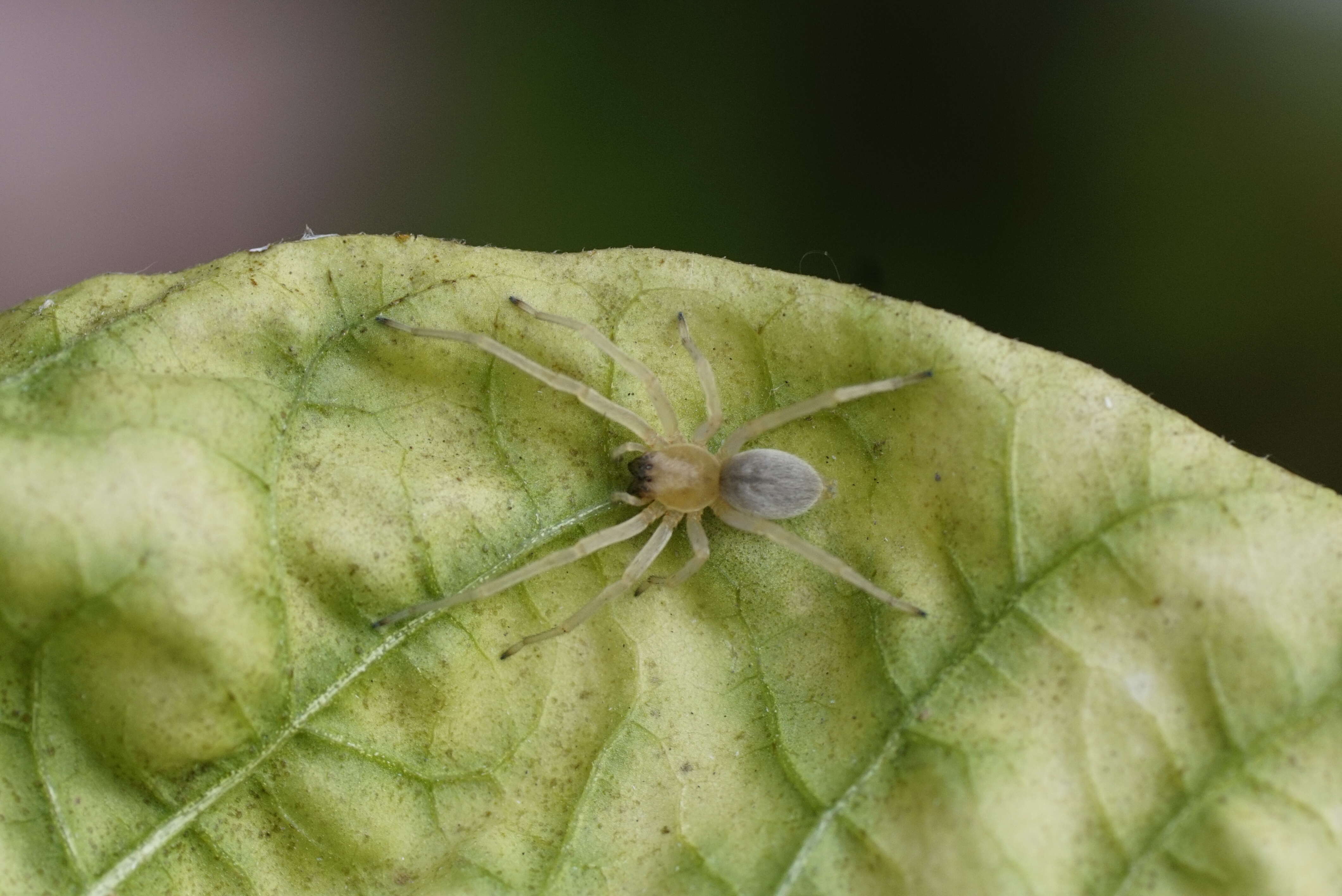 Слика од Cheiracanthiidae