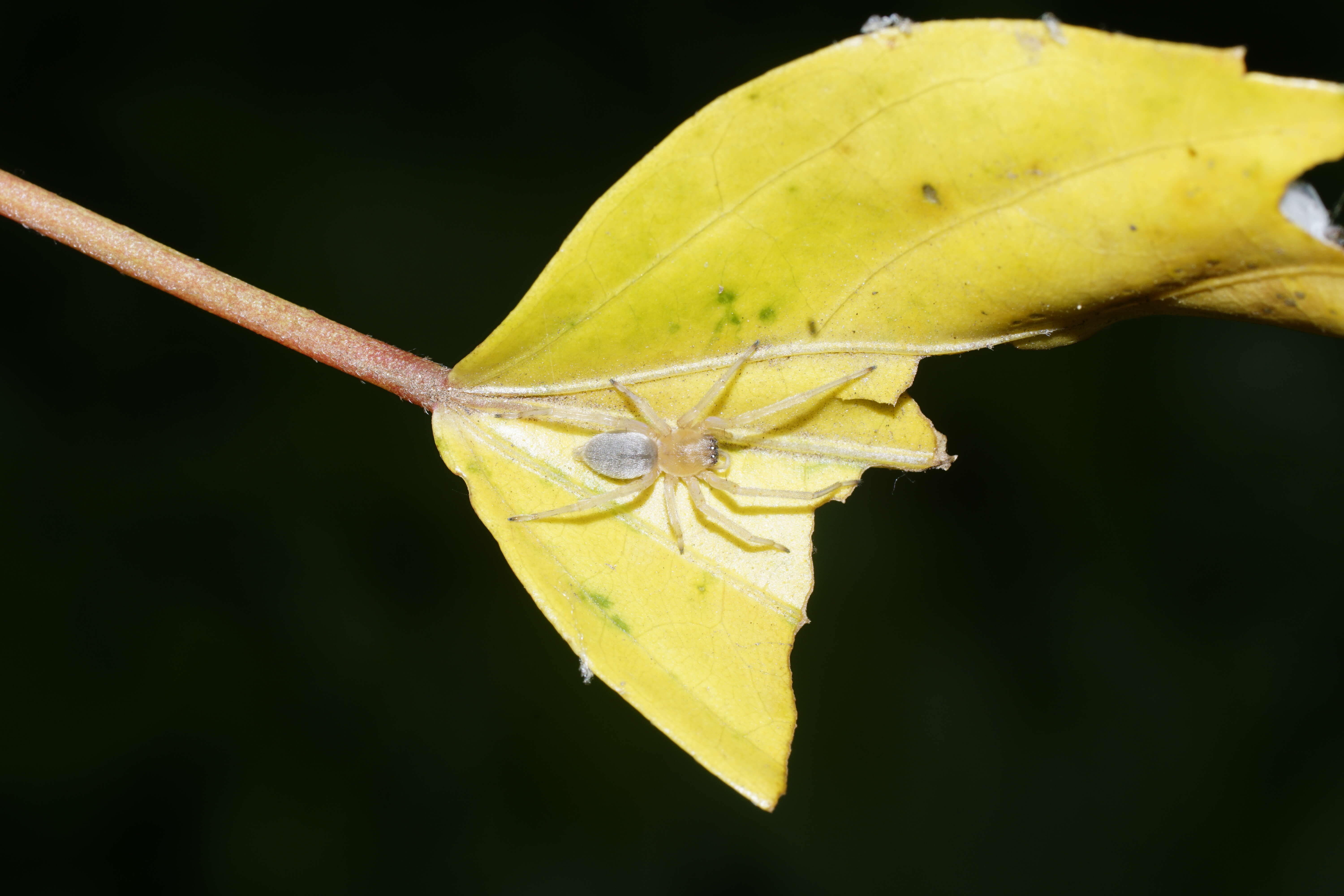 Слика од Cheiracanthiidae