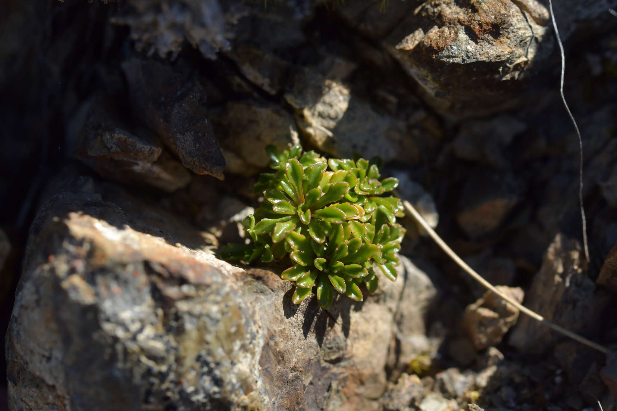 Image of Wahlenbergia pygmaea subsp. pygmaea