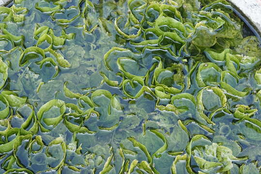 Image of Duck-Lettuce