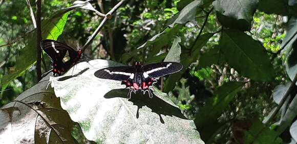 Parides agavus (Drury 1782)的圖片