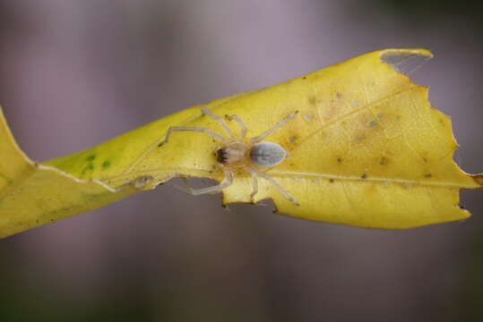 Слика од Cheiracanthiidae