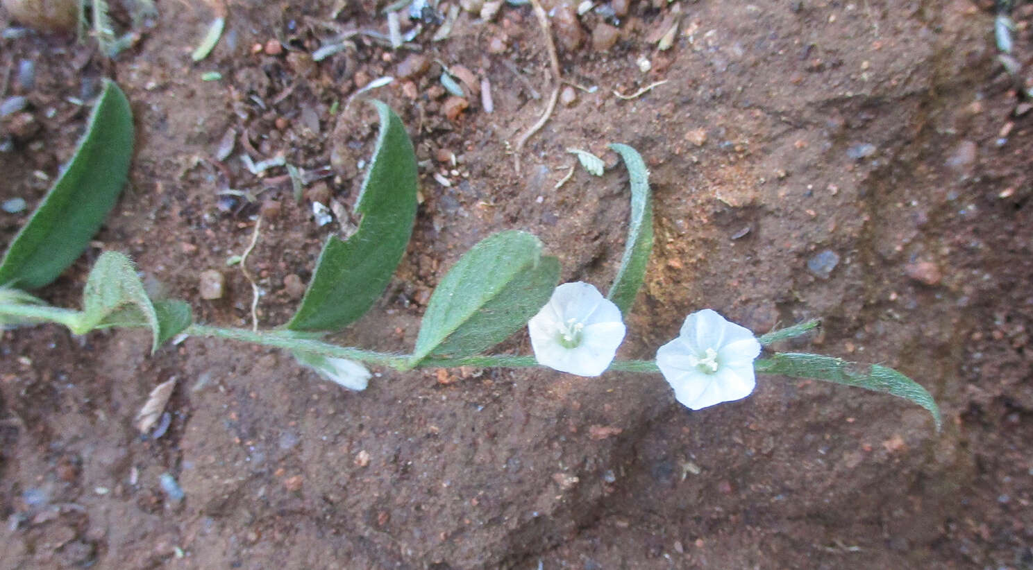 Image of Seddera capensis (E. Mey. ex Choisy) Schinz