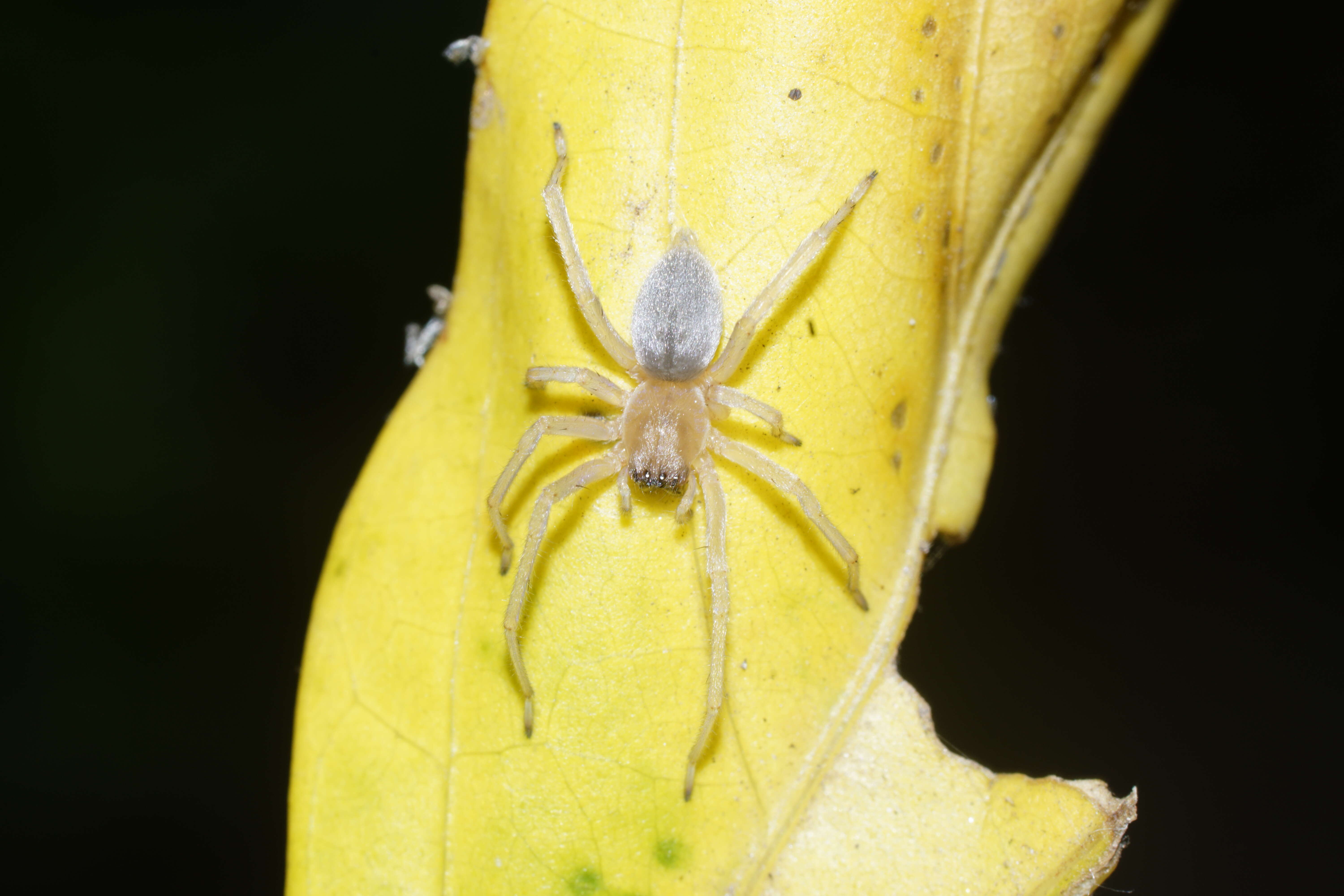 Слика од Cheiracanthiidae