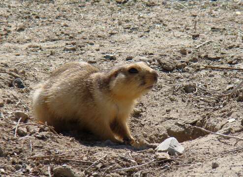 Spermophilus fulvus (Lichtenstein 1823) resmi