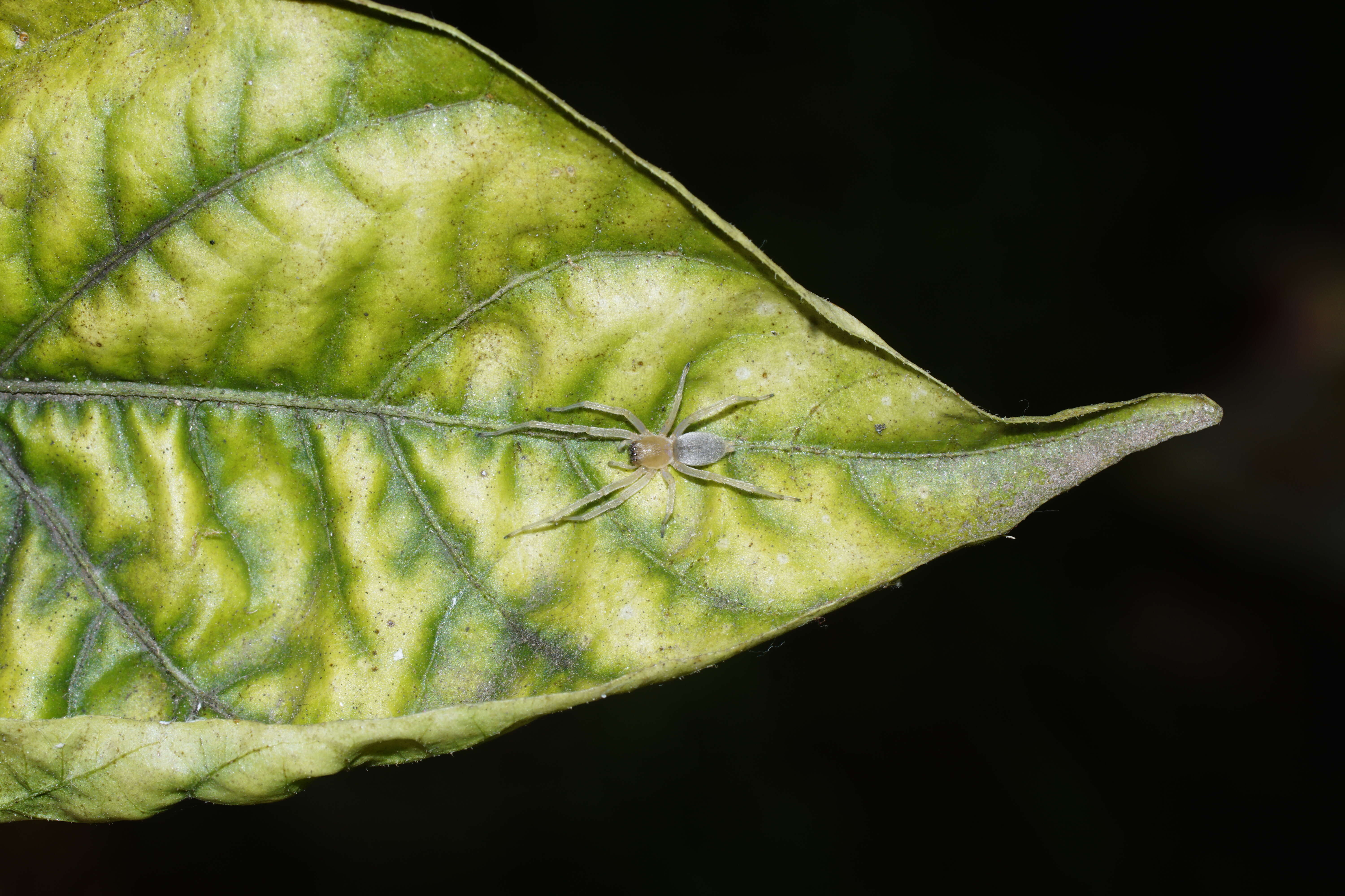 Слика од Cheiracanthiidae