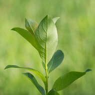 Salix starkeana Willd. resmi