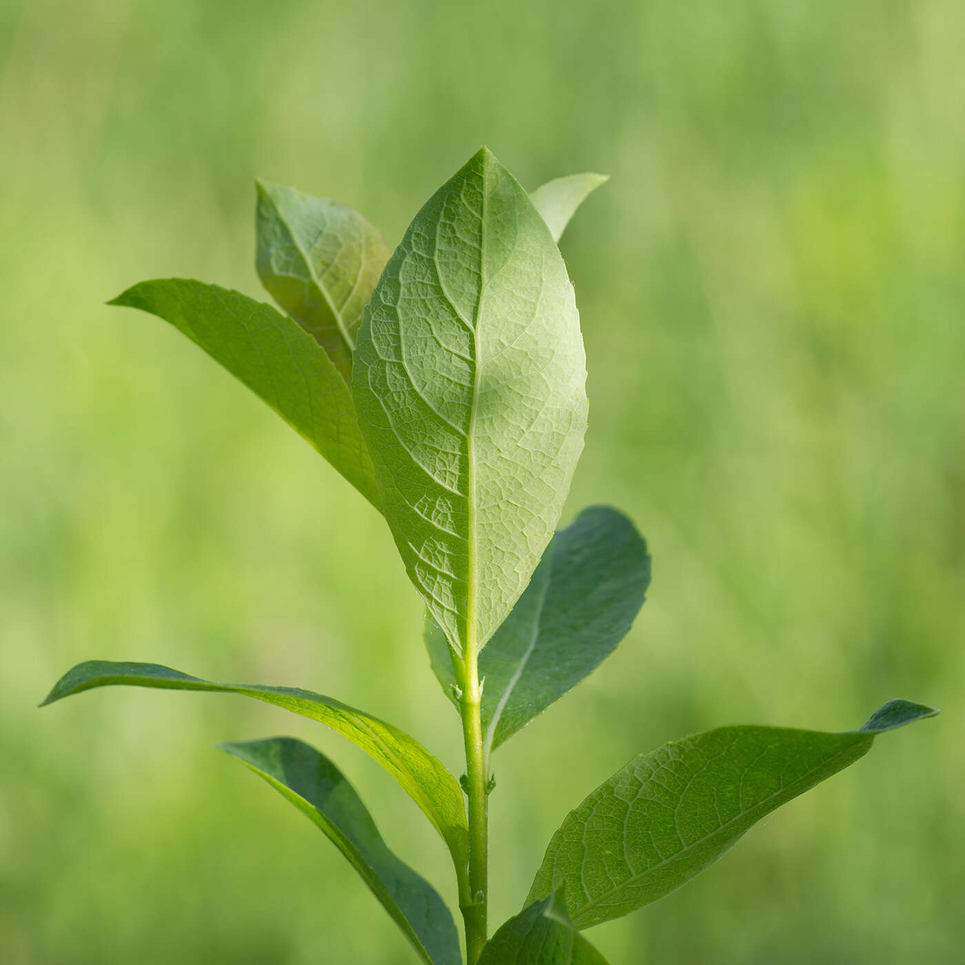 Salix starkeana Willd. resmi