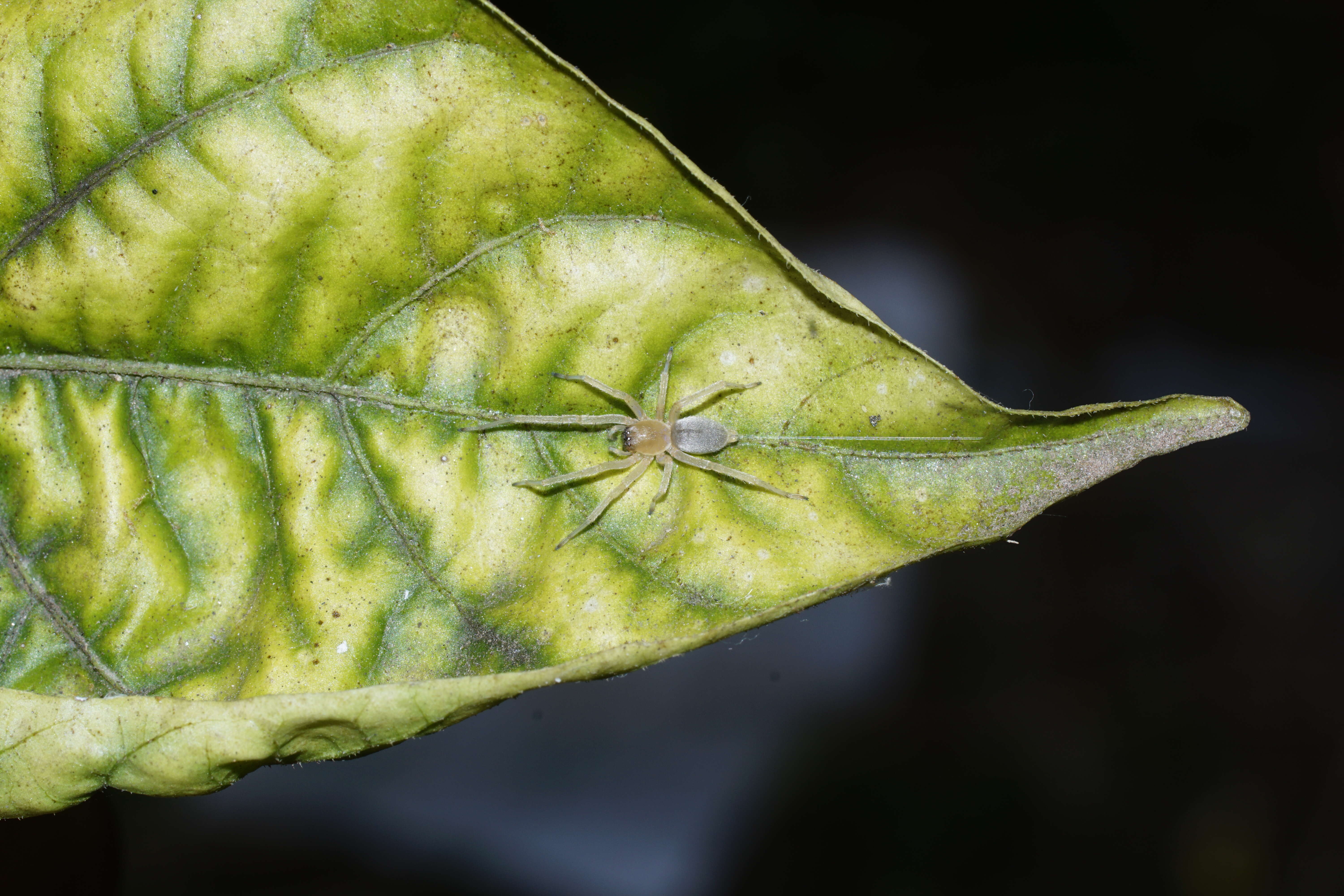 Слика од Cheiracanthiidae