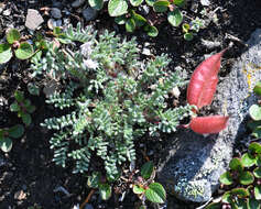 Image of stalkpod locoweed