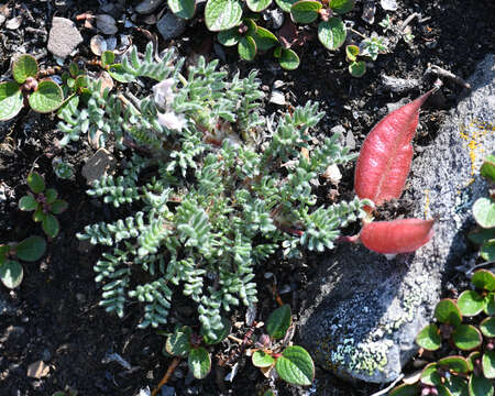 Image of stalkpod locoweed