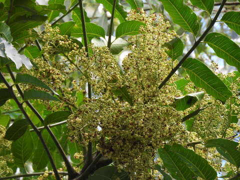 Image of Polyscias murrayi (F. Muell.) Harms