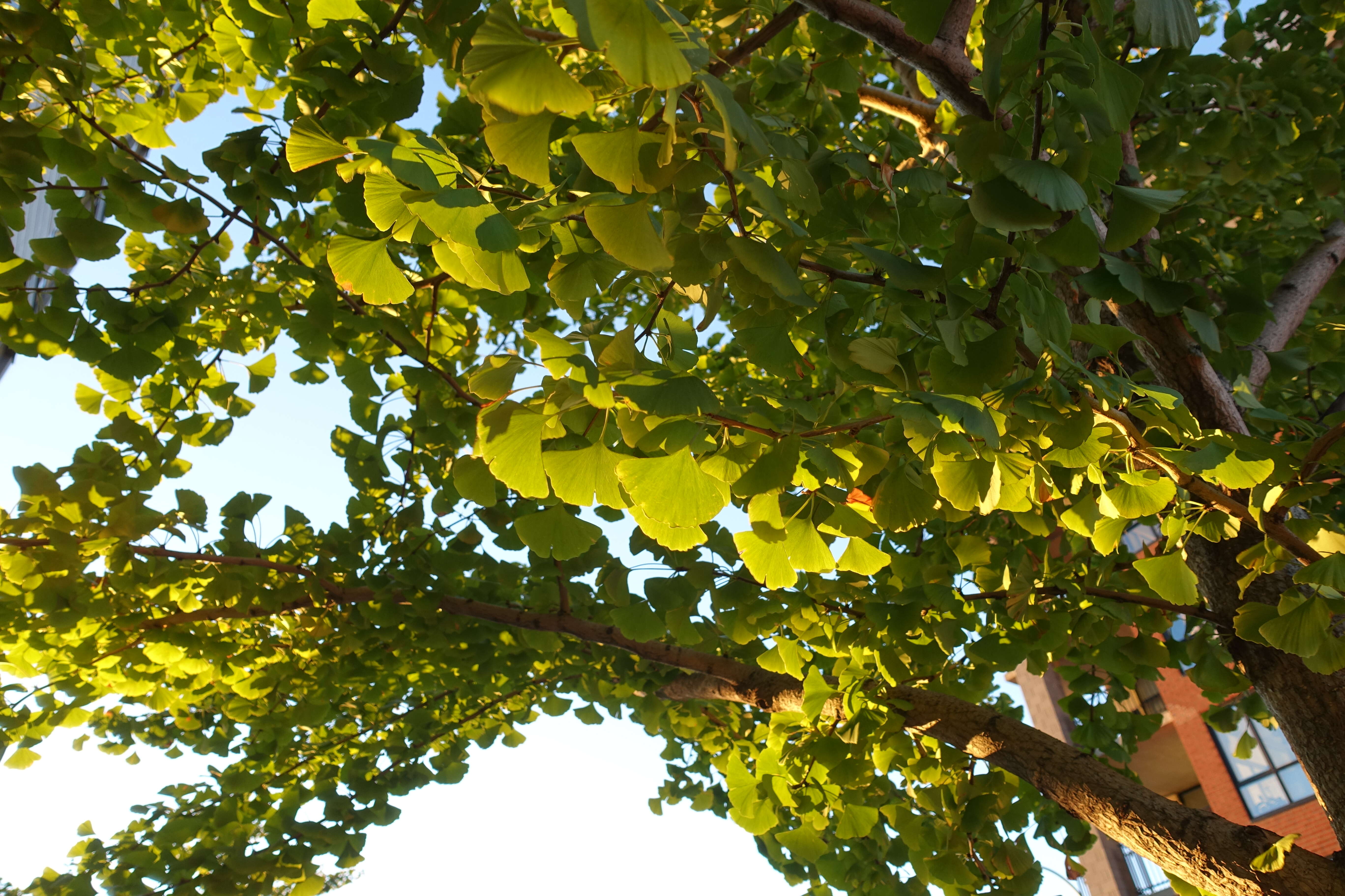 Image of Ginkgoopsida