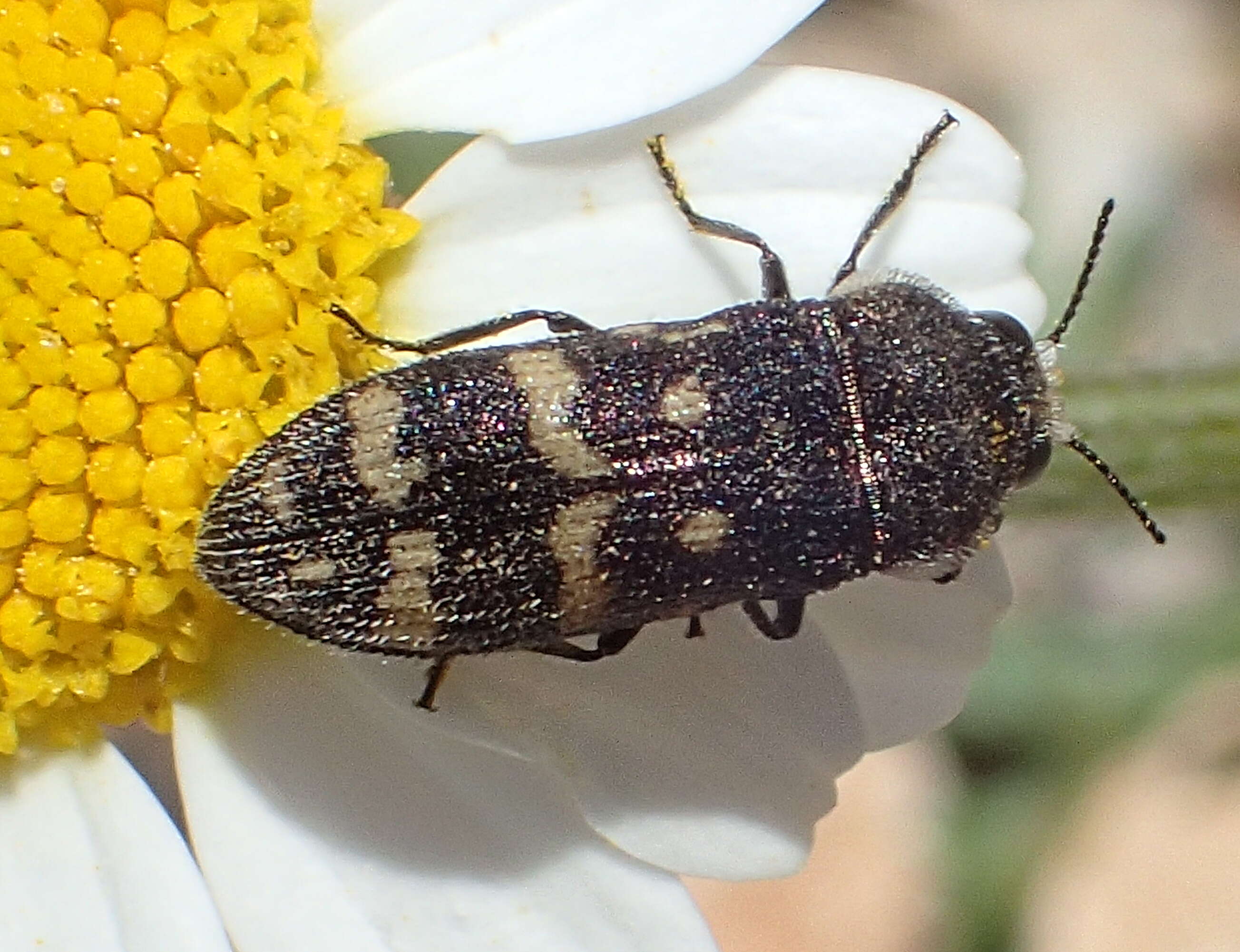 Image of Acmaeoderella flavofasciata (Piller & Mitterpacher 1783)