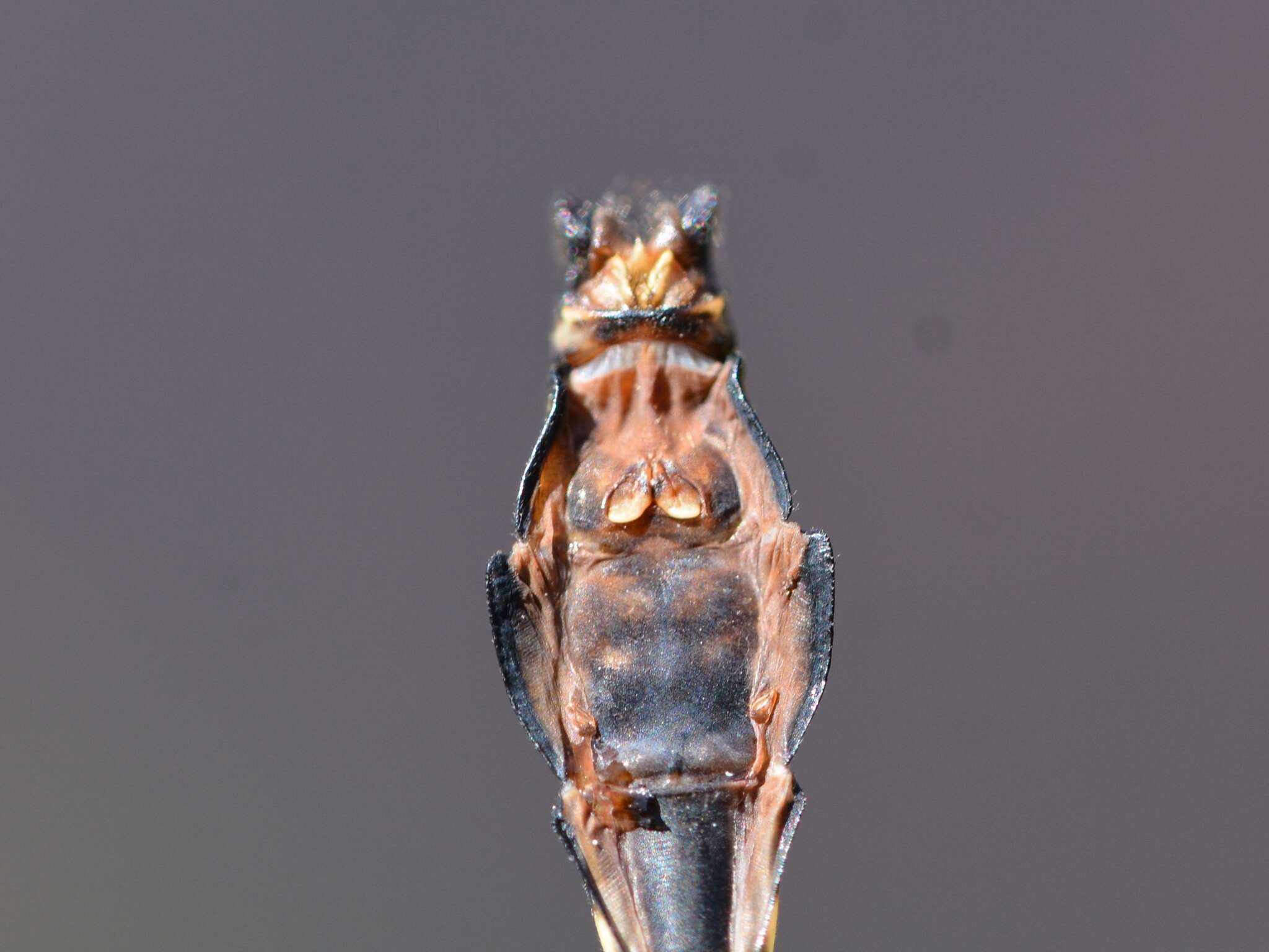 صورة Ophiogomphus anomalus Harvey 1898