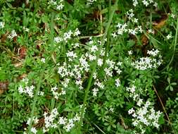 Image of heath bedstraw