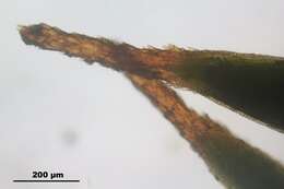 Image of juniper polytrichum moss