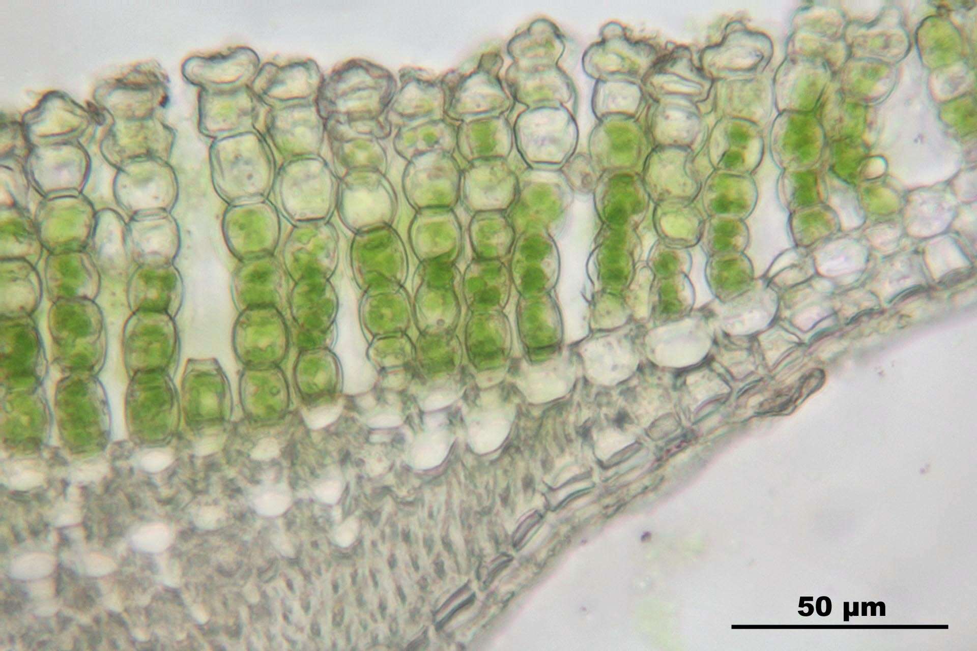 Image of juniper polytrichum moss