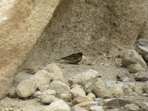 Image of Fire-fronted Serin