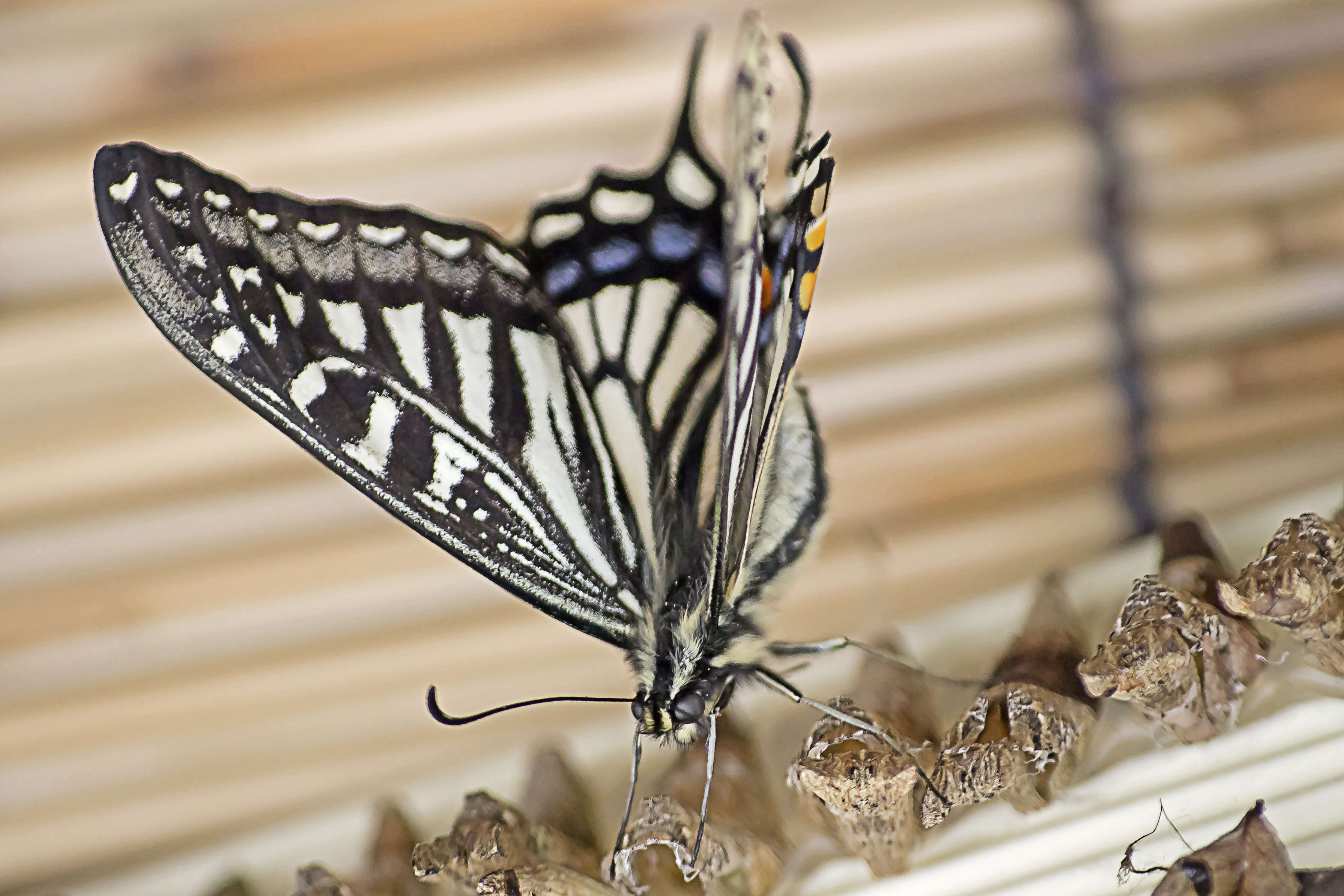 Papilio xuthus Linnaeus 1767 resmi