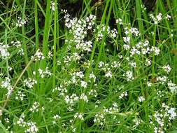 Imagem de Galium palustre L.