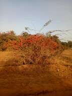 Image de Combretum paniculatum Vent.