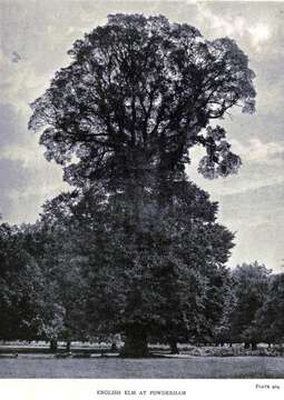 Image of Small-leaved Elm