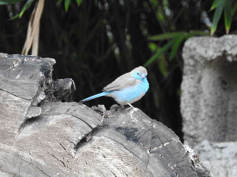 Image of Blue Waxbill