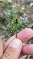 Image of Great Plains flatsedge