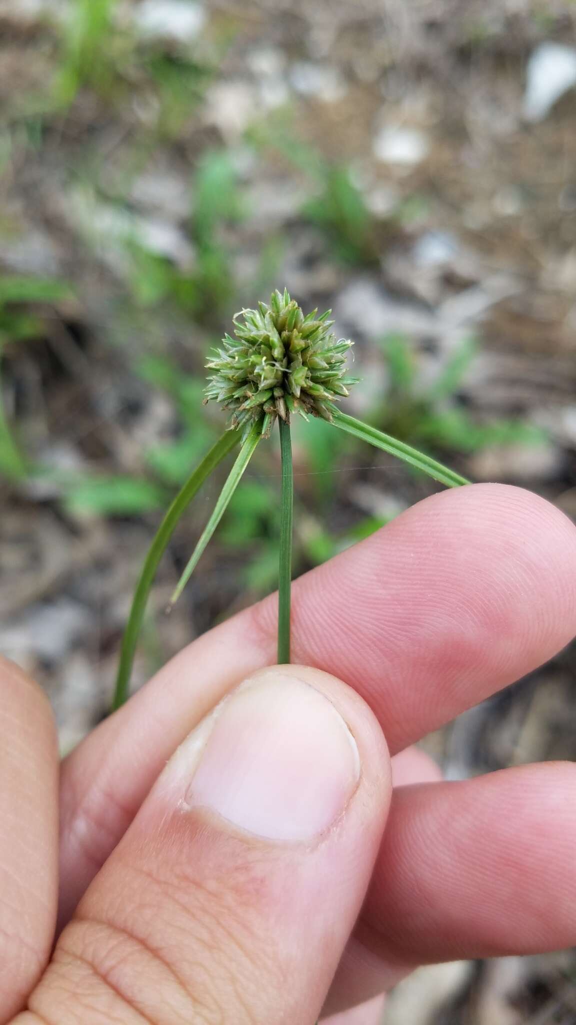 Image of Great Plains flatsedge