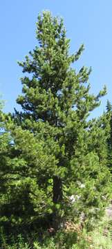 Imagem de Pinus contorta Douglas ex Loudon