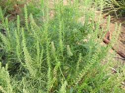 Image of slimleaf bur ragweed