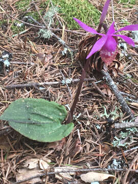 Image of fairy slipper