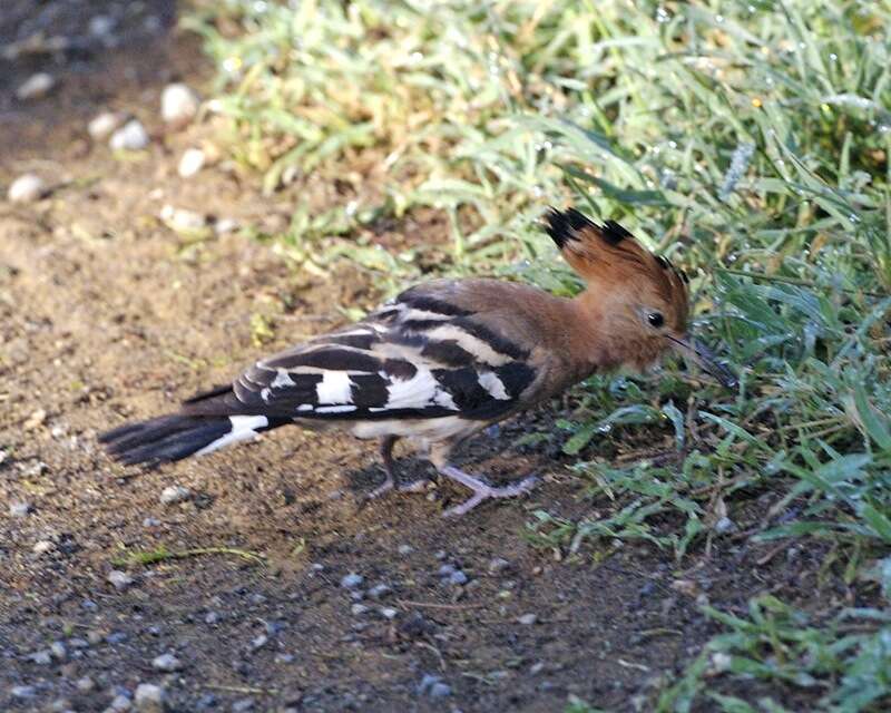 Image of African Hoopoe