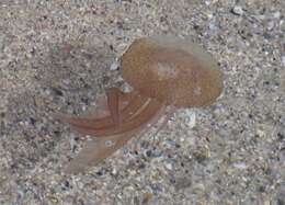 Image of Purplestriped jellyfishes