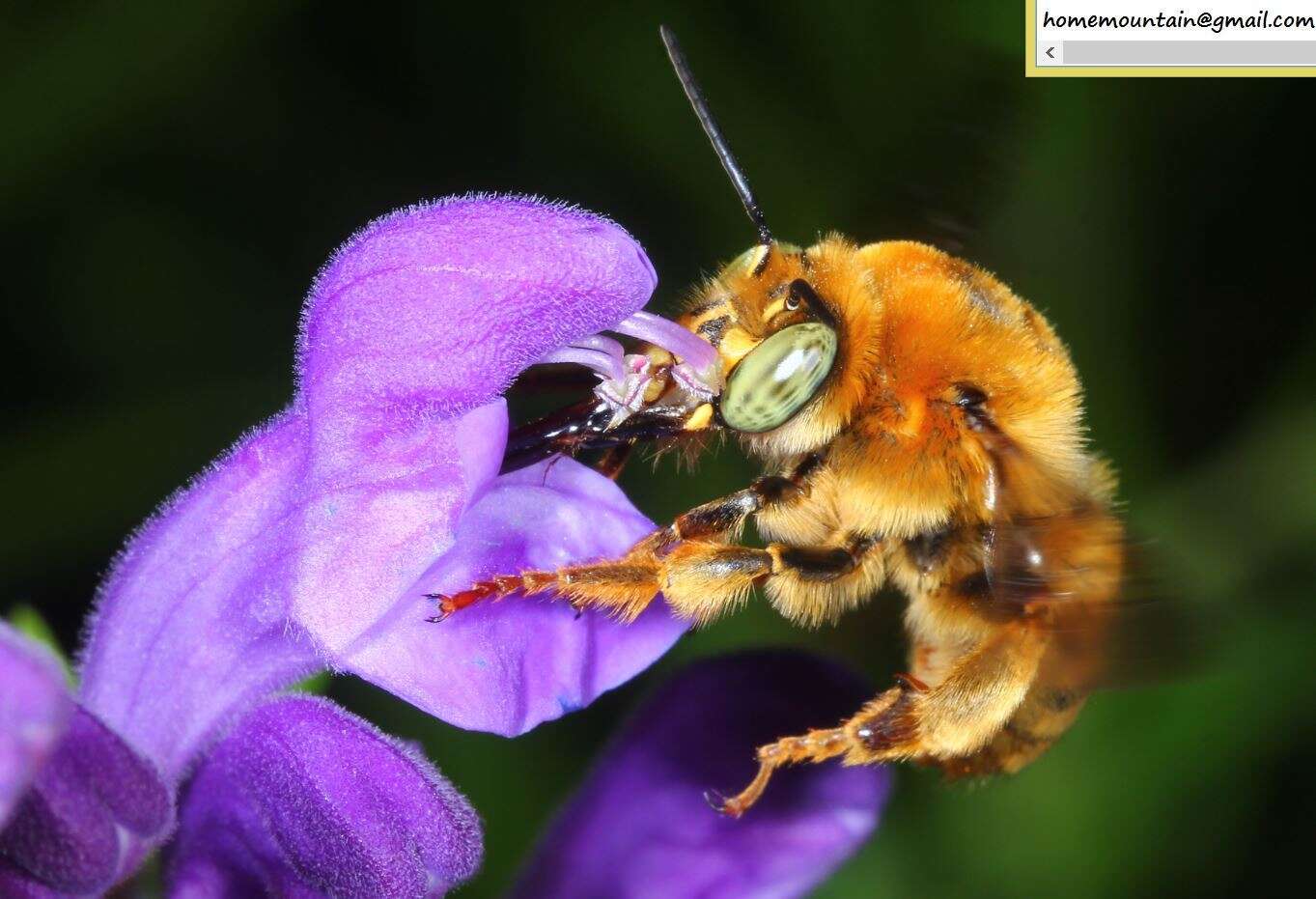 Image de Anthophora deserticola Morawitz 1873