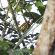 Image of Lemon-throated Barbet