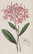 Image of Epidendrum macrocarpum Rich.