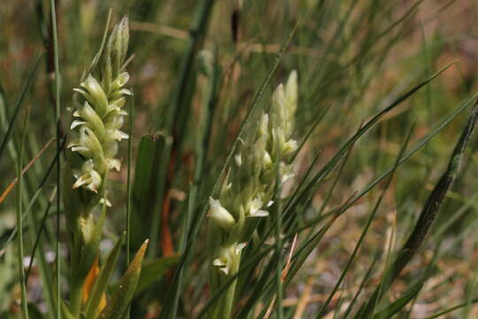 Image of Spiranthes stellata P. M. Br., Dueck & K. M. Cameron