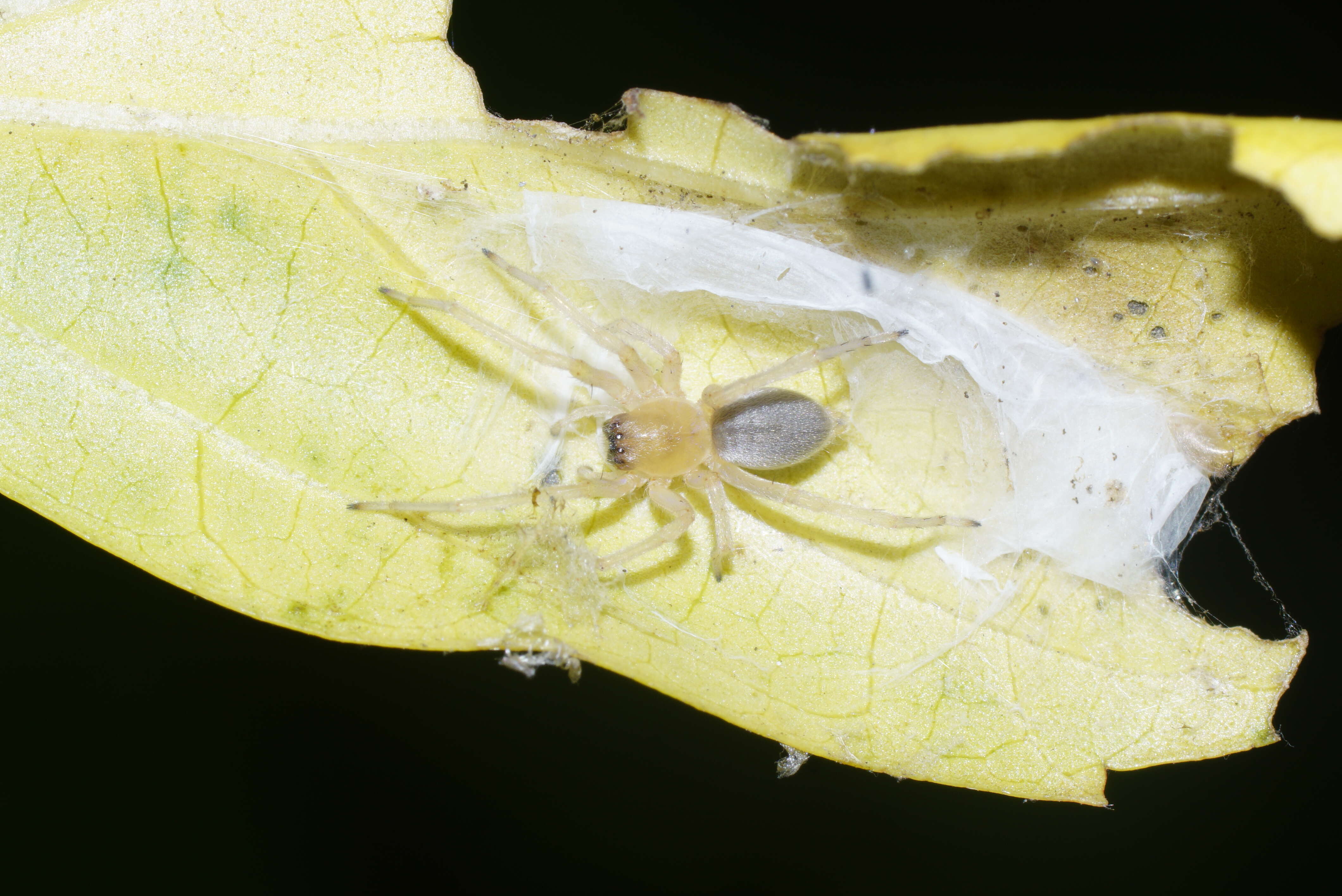 Слика од Cheiracanthiidae