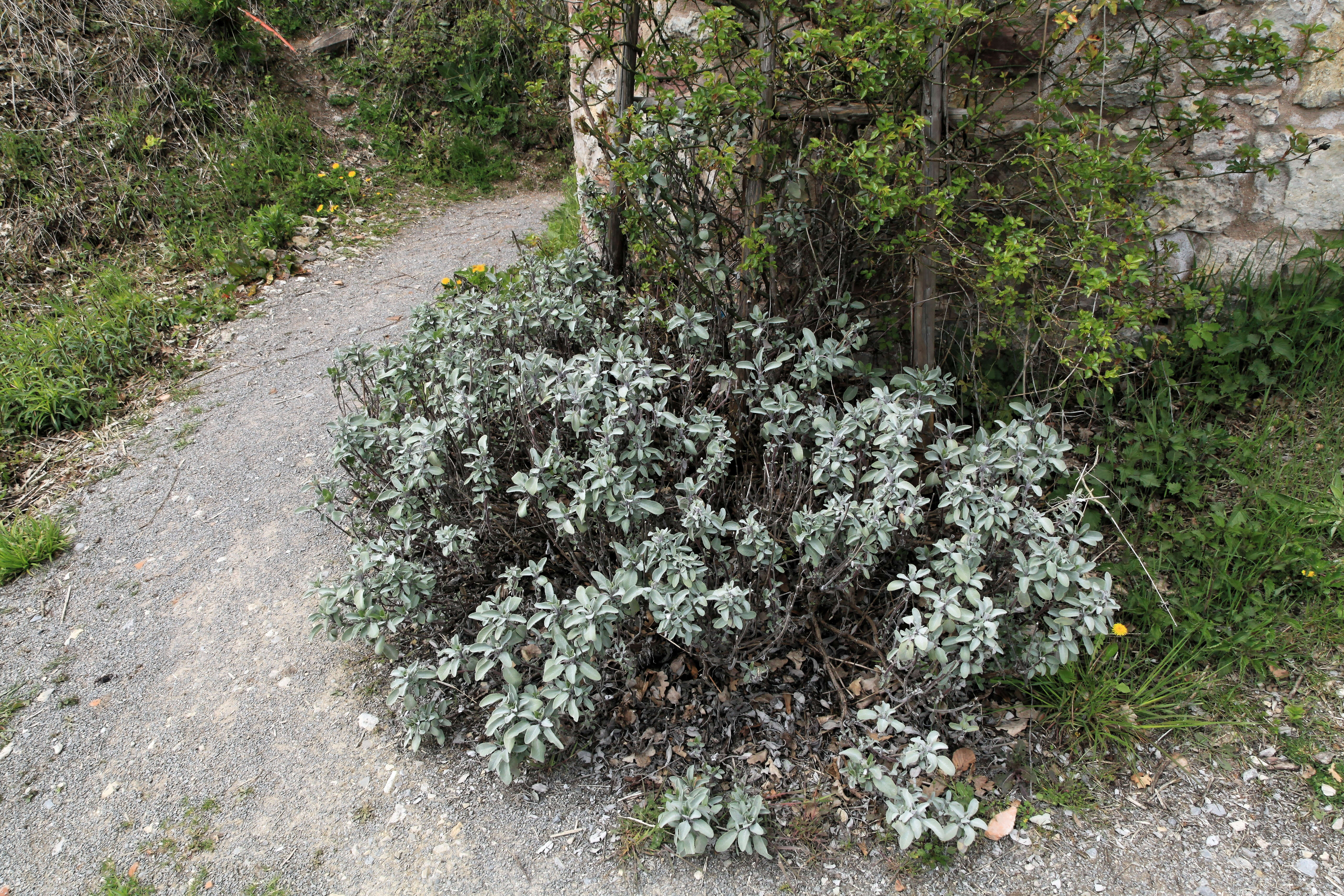 Imagem de Salvia officinalis L.